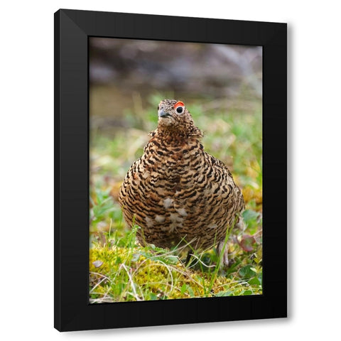 Willow grouse-willow Ptarmigan-Yttygran Island-Bering Sea-Russia Far East Black Modern Wood Framed Art Print with Double Matting by Su, Keren