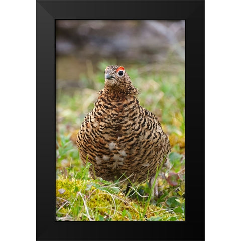 Willow grouse-willow Ptarmigan-Yttygran Island-Bering Sea-Russia Far East Black Modern Wood Framed Art Print by Su, Keren