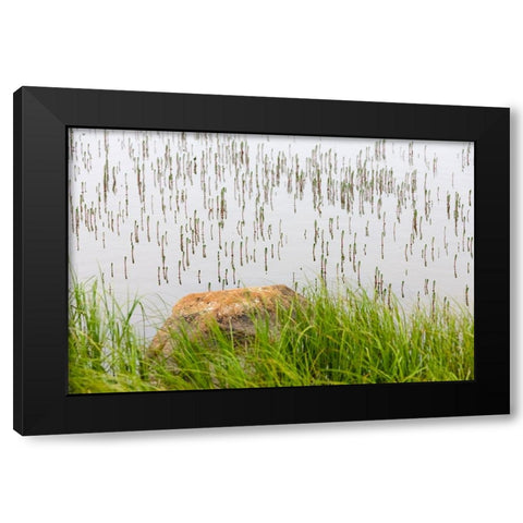 Plant and rock in the glacier river-Yttygran Island-Bering Sea-Russia Far East Black Modern Wood Framed Art Print with Double Matting by Su, Keren