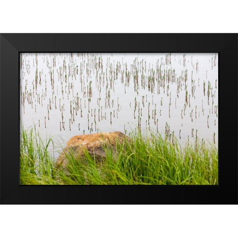 Plant and rock in the glacier river-Yttygran Island-Bering Sea-Russia Far East Black Modern Wood Framed Art Print by Su, Keren