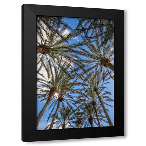Spain-Canary Islands-Gran Canaria Island-Maspalomas-palm tree canopy Black Modern Wood Framed Art Print with Double Matting by Bibikow, Walter