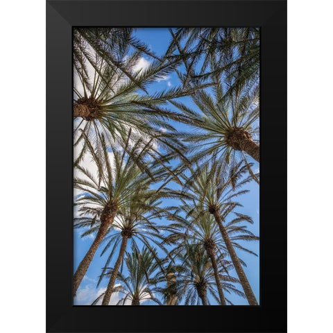 Spain-Canary Islands-Gran Canaria Island-Maspalomas-palm tree canopy Black Modern Wood Framed Art Print by Bibikow, Walter