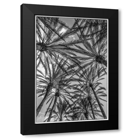 Spain-Canary Islands-Gran Canaria Island-Maspalomas-palm tree canopy Black Modern Wood Framed Art Print with Double Matting by Bibikow, Walter
