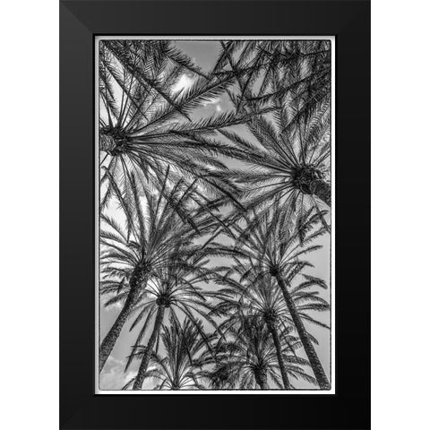 Spain-Canary Islands-Gran Canaria Island-Maspalomas-palm tree canopy Black Modern Wood Framed Art Print by Bibikow, Walter