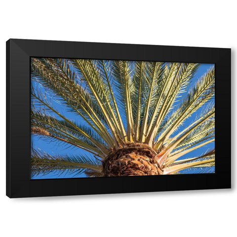 Canary Islands-Fuerteventura Island-Morro Jable-Playa del Matorral beach-palm tree Black Modern Wood Framed Art Print with Double Matting by Bibikow, Walter