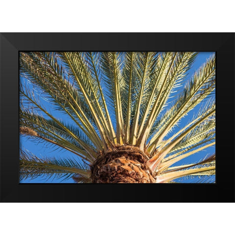 Canary Islands-Fuerteventura Island-Morro Jable-Playa del Matorral beach-palm tree Black Modern Wood Framed Art Print by Bibikow, Walter