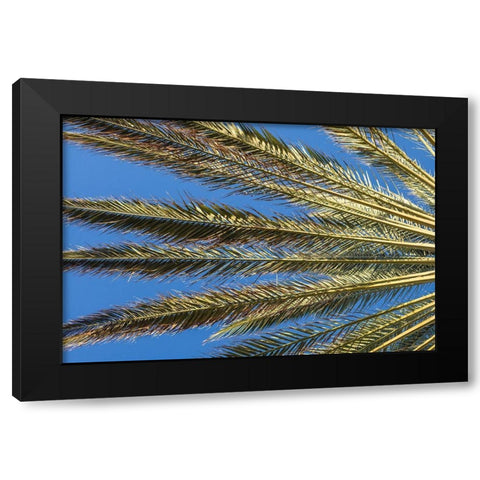 Canary Islands-Fuerteventura Island-Morro Jable-Playa del Matorral beach-palm tree Black Modern Wood Framed Art Print with Double Matting by Bibikow, Walter
