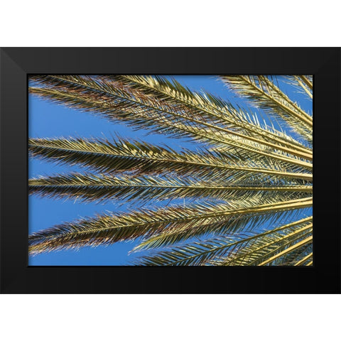 Canary Islands-Fuerteventura Island-Morro Jable-Playa del Matorral beach-palm tree Black Modern Wood Framed Art Print by Bibikow, Walter