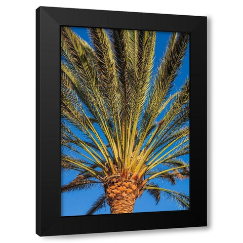 Canary Islands-Fuerteventura Island-Morro Jable-Playa del Matorral beach-palm tree Black Modern Wood Framed Art Print with Double Matting by Bibikow, Walter