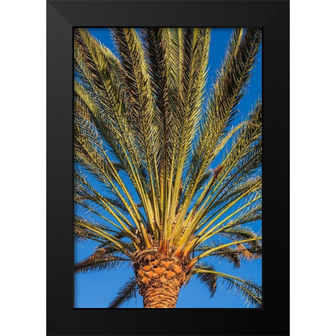 Canary Islands-Fuerteventura Island-Morro Jable-Playa del Matorral beach-palm tree Black Modern Wood Framed Art Print by Bibikow, Walter
