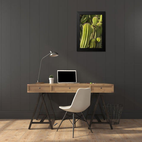 Canary Islands-Fuerteventura Island-Caleta de Fuste-beachfront cactus Black Modern Wood Framed Art Print by Bibikow, Walter
