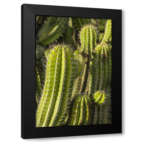 Canary Islands-Fuerteventura Island-Caleta de Fuste-beachfront cactus Black Modern Wood Framed Art Print with Double Matting by Bibikow, Walter