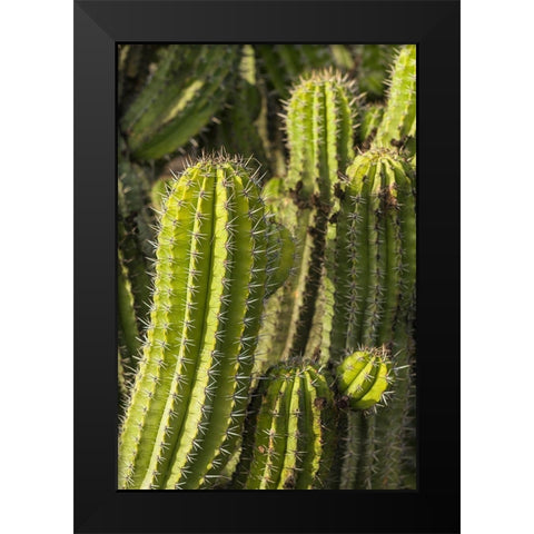 Canary Islands-Fuerteventura Island-Caleta de Fuste-beachfront cactus Black Modern Wood Framed Art Print by Bibikow, Walter