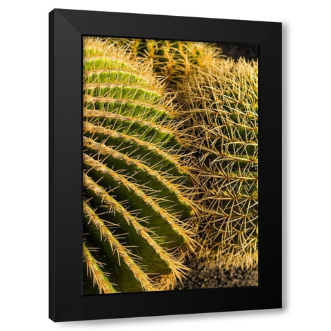 Canary Islands-Fuerteventura Island-Caleta de Fuste-beachfront cactus Black Modern Wood Framed Art Print by Bibikow, Walter