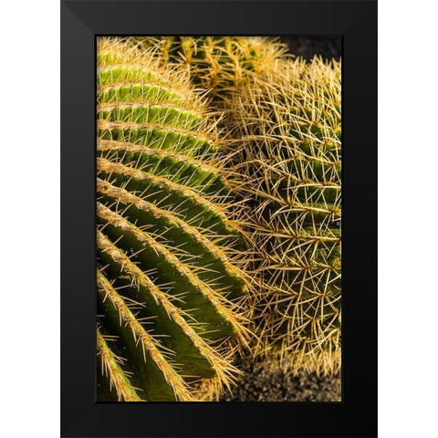 Canary Islands-Fuerteventura Island-Caleta de Fuste-beachfront cactus Black Modern Wood Framed Art Print by Bibikow, Walter