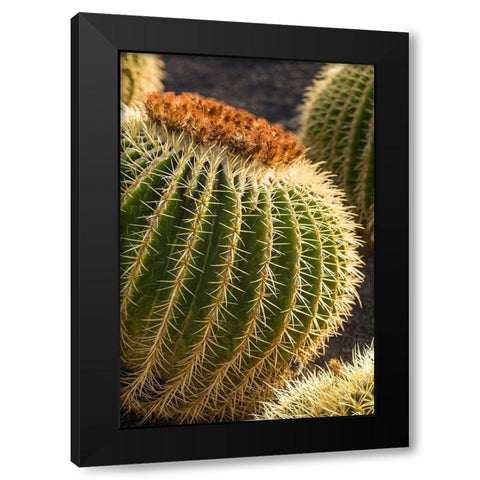 Canary Islands-Fuerteventura Island-Caleta de Fuste-beachfront cactus Black Modern Wood Framed Art Print by Bibikow, Walter