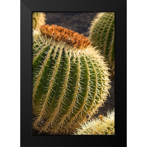 Canary Islands-Fuerteventura Island-Caleta de Fuste-beachfront cactus Black Modern Wood Framed Art Print by Bibikow, Walter