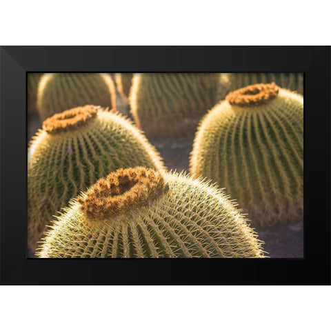 Canary Islands-Fuerteventura Island-Caleta de Fuste-beachfront cactus Black Modern Wood Framed Art Print by Bibikow, Walter