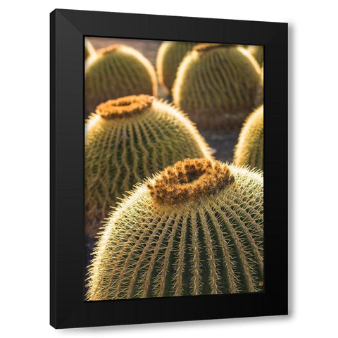 Canary Islands-Fuerteventura Island-Caleta de Fuste-beachfront cactus Black Modern Wood Framed Art Print by Bibikow, Walter