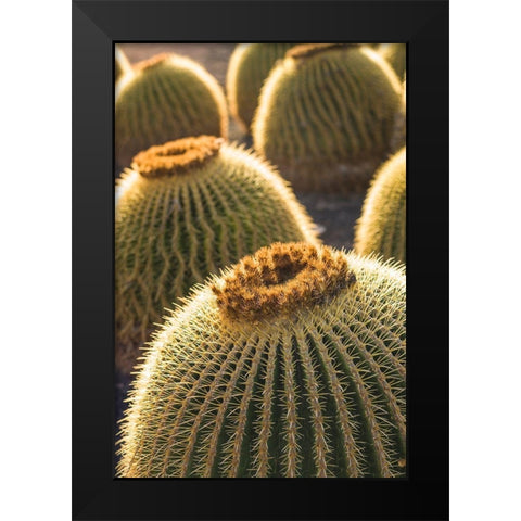 Canary Islands-Fuerteventura Island-Caleta de Fuste-beachfront cactus Black Modern Wood Framed Art Print by Bibikow, Walter