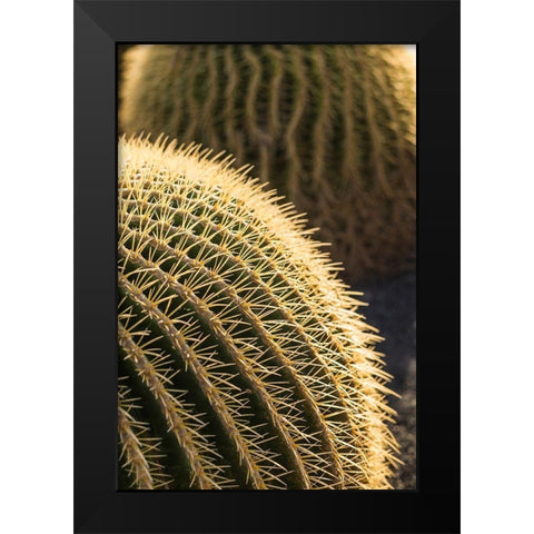 Canary Islands-Fuerteventura Island-Caleta de Fuste-beachfront cactus Black Modern Wood Framed Art Print by Bibikow, Walter