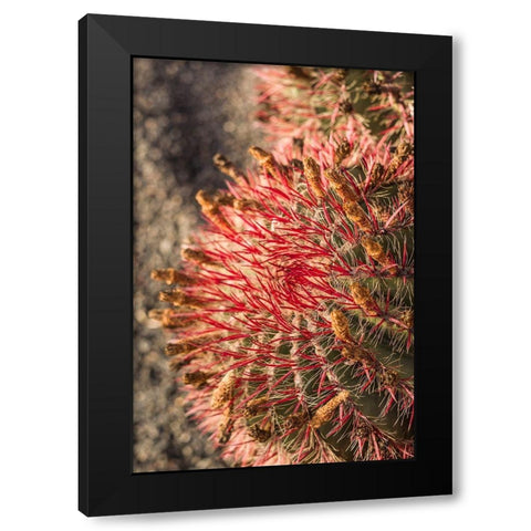 Canary Islands-Fuerteventura Island-Caleta de Fuste-beachfront cactus Black Modern Wood Framed Art Print with Double Matting by Bibikow, Walter