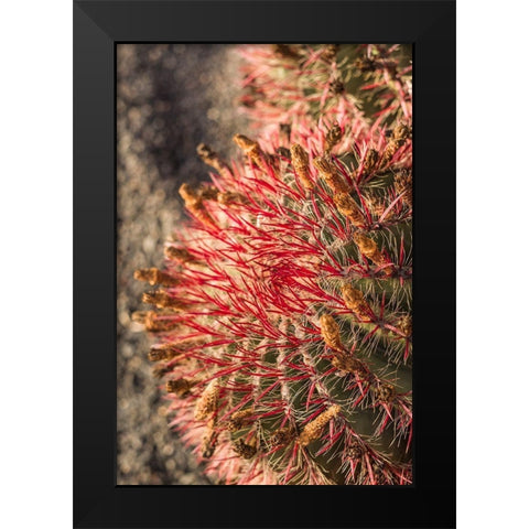 Canary Islands-Fuerteventura Island-Caleta de Fuste-beachfront cactus Black Modern Wood Framed Art Print by Bibikow, Walter