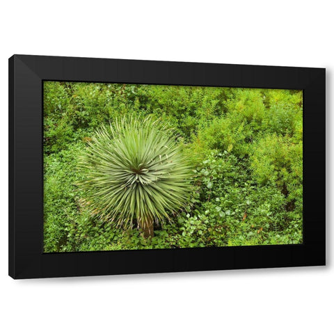 Canary Islands-La Palma Island-Santa Cruz de la Palma-hillside vegetation Black Modern Wood Framed Art Print with Double Matting by Bibikow, Walter