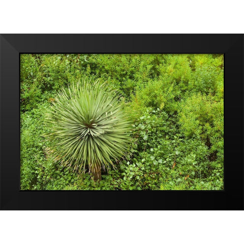 Canary Islands-La Palma Island-Santa Cruz de la Palma-hillside vegetation Black Modern Wood Framed Art Print by Bibikow, Walter
