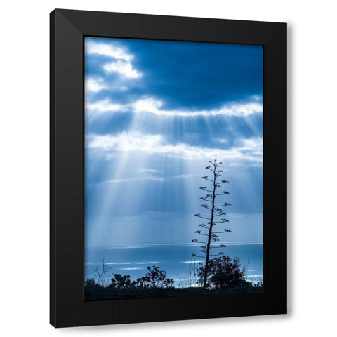 Canary Islands-La Palma Island-Santa Cruz de la Palma-dramatic sky and tree Black Modern Wood Framed Art Print by Bibikow, Walter