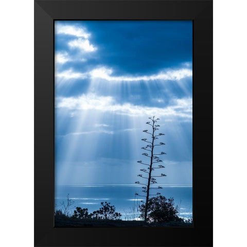 Canary Islands-La Palma Island-Santa Cruz de la Palma-dramatic sky and tree Black Modern Wood Framed Art Print by Bibikow, Walter