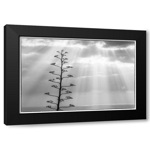 Canary Islands-La Palma Island-Santa Cruz de la Palma-dramatic sky and tree Black Modern Wood Framed Art Print with Double Matting by Bibikow, Walter