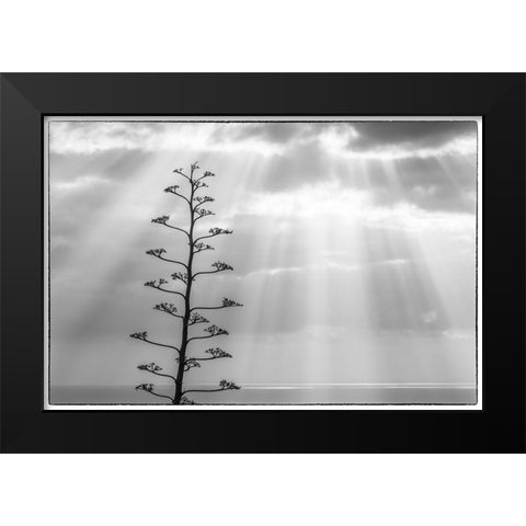 Canary Islands-La Palma Island-Santa Cruz de la Palma-dramatic sky and tree Black Modern Wood Framed Art Print by Bibikow, Walter