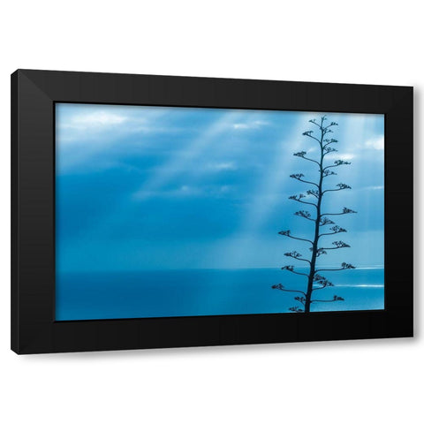 Canary Islands-La Palma Island-Santa Cruz de la Palma-dramatic sky and tree Black Modern Wood Framed Art Print by Bibikow, Walter