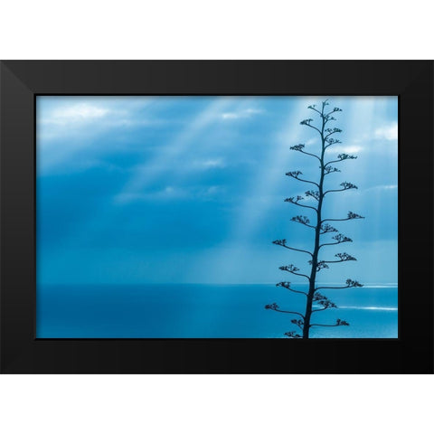 Canary Islands-La Palma Island-Santa Cruz de la Palma-dramatic sky and tree Black Modern Wood Framed Art Print by Bibikow, Walter