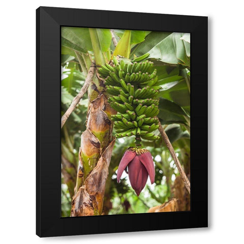 Canary Islands-La Palma Island-San Andres-banana flower Black Modern Wood Framed Art Print with Double Matting by Bibikow, Walter