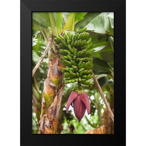 Canary Islands-La Palma Island-San Andres-banana flower Black Modern Wood Framed Art Print by Bibikow, Walter