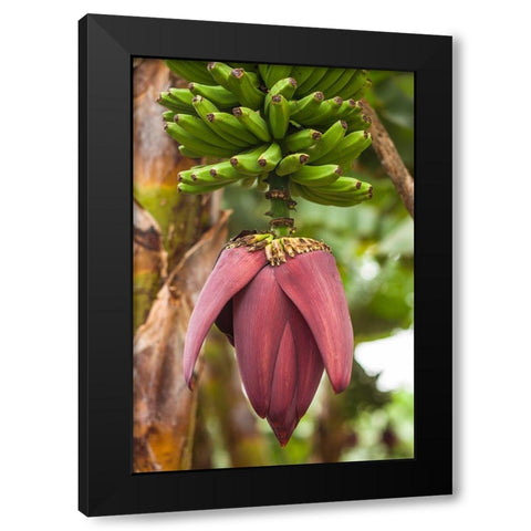 Canary Islands-La Palma Island-San Andres-banana flower Black Modern Wood Framed Art Print by Bibikow, Walter