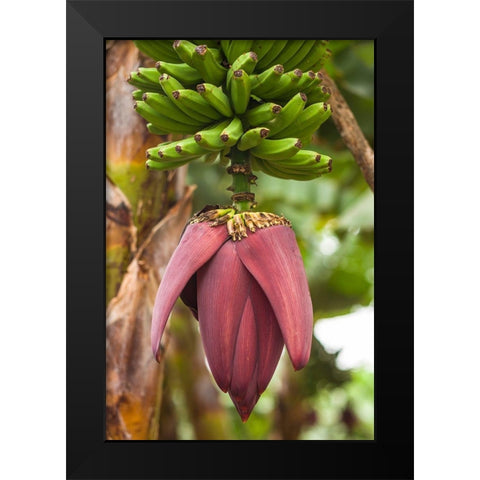 Canary Islands-La Palma Island-San Andres-banana flower Black Modern Wood Framed Art Print by Bibikow, Walter