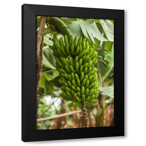 Canary Islands-La Palma Island-San Andres-bananas Black Modern Wood Framed Art Print with Double Matting by Bibikow, Walter