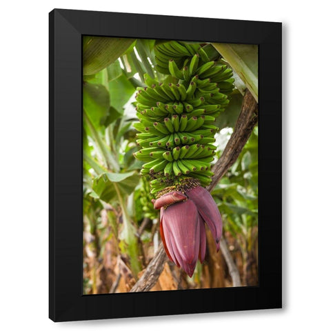 Canary Islands-La Palma Island-San Andres-banana flower Black Modern Wood Framed Art Print by Bibikow, Walter