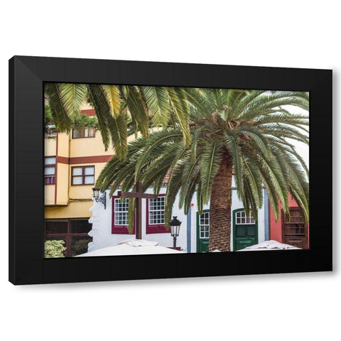 Canary Islands-La Palma Island-Santa Cruz de la Palma-palm tree Black Modern Wood Framed Art Print with Double Matting by Bibikow, Walter