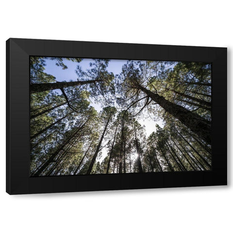 Canary Islands--forest growing in old lava field Black Modern Wood Framed Art Print with Double Matting by Bibikow, Walter