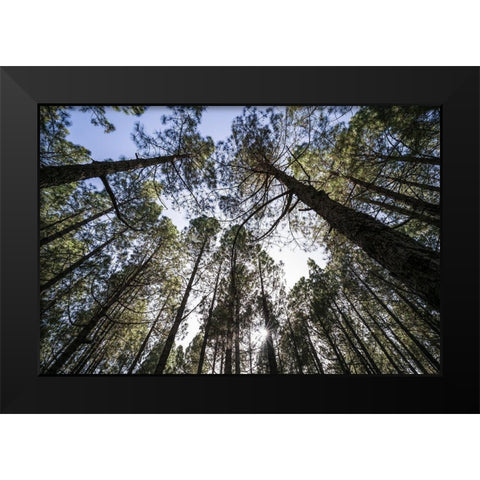 Canary Islands--forest growing in old lava field Black Modern Wood Framed Art Print by Bibikow, Walter