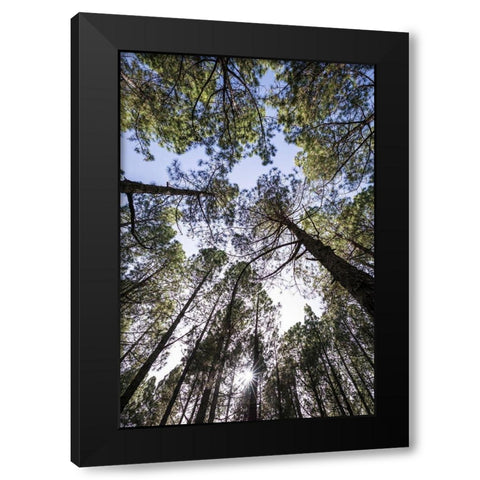 Canary Islands--forest growing in old lava field Black Modern Wood Framed Art Print by Bibikow, Walter