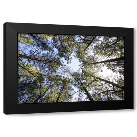 Canary Islands--forest growing in old lava field Black Modern Wood Framed Art Print by Bibikow, Walter