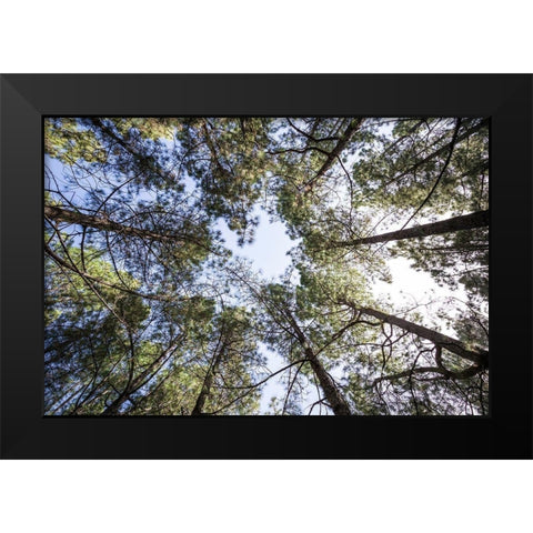 Canary Islands--forest growing in old lava field Black Modern Wood Framed Art Print by Bibikow, Walter