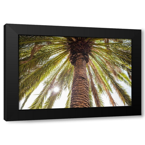 Canary Islands-Tenerife Island-Masca-palm tree Black Modern Wood Framed Art Print by Bibikow, Walter