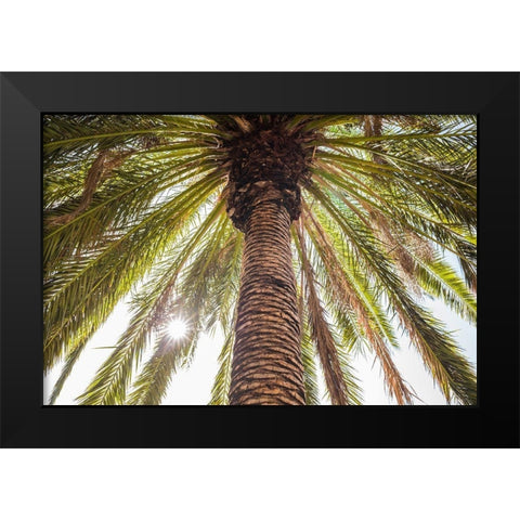 Canary Islands-Tenerife Island-Masca-palm tree Black Modern Wood Framed Art Print by Bibikow, Walter