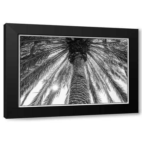 Canary Islands-Tenerife Island-Masca-palm tree Black Modern Wood Framed Art Print by Bibikow, Walter
